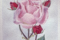 1983-Roses